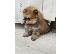 PoulaTo: Όμορφα κουτάβια Pomeranian Spitz